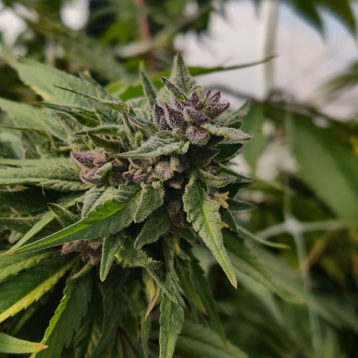 True Faith 1:1 CBG/CBD