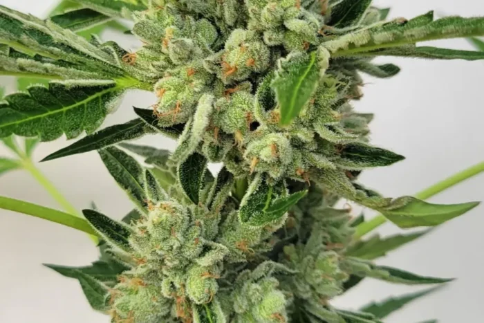 Jungle Gas