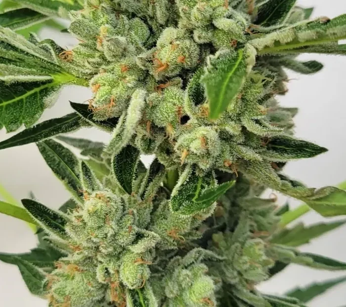 Jungle Gas