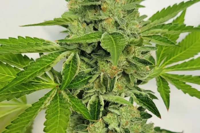 Triangle Delight