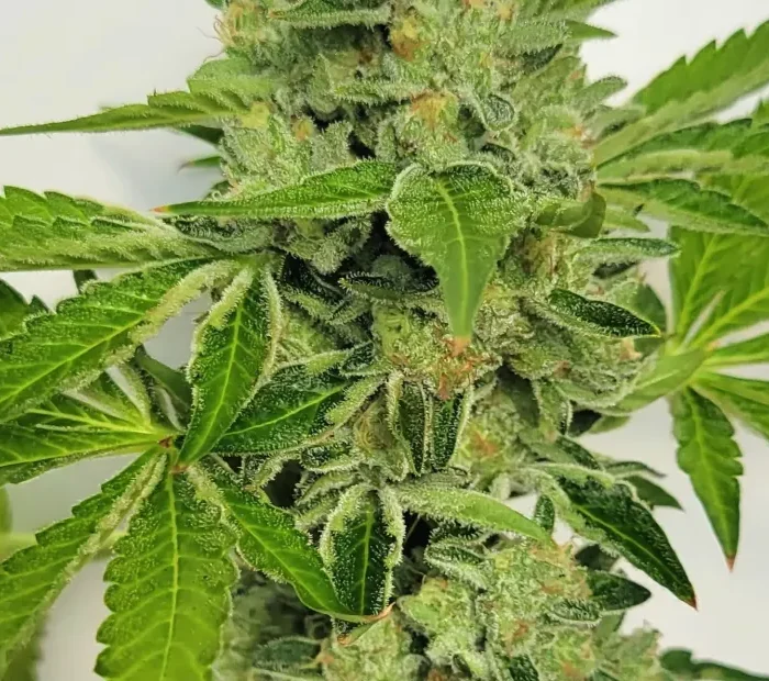 Triangle Delight