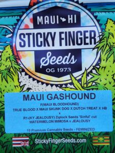 Maui Gashound (Feminized)
