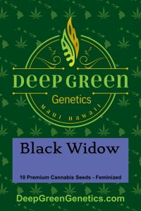 Black Widow (Fem)