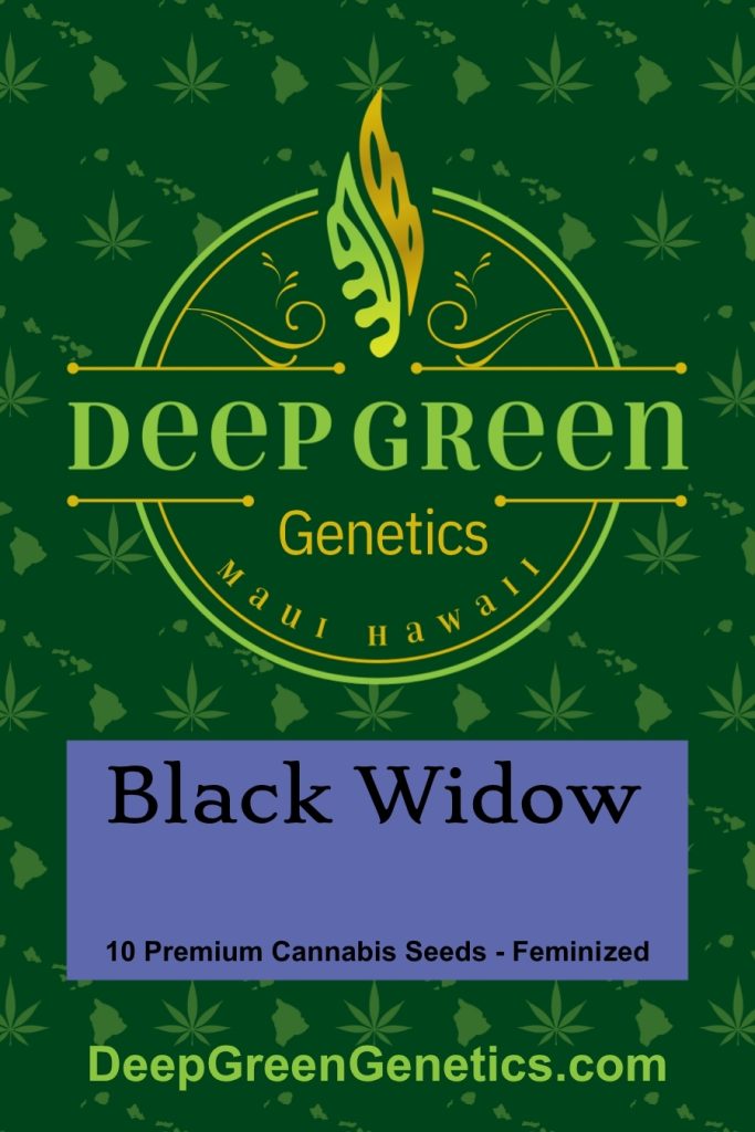 Black Widow (Fem)