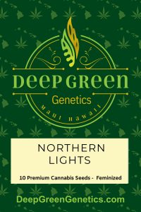 Northern Lights (Fem)