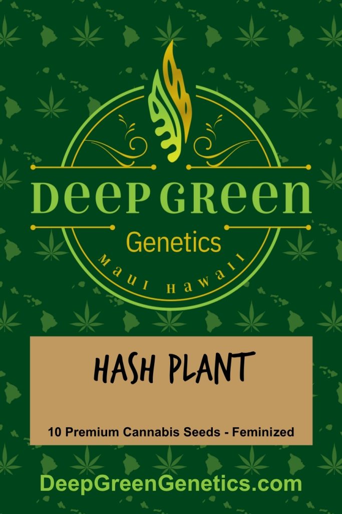 Hash Plant (Fem)