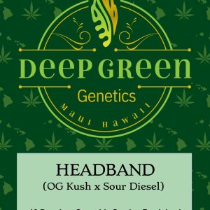 Headband (Fem)