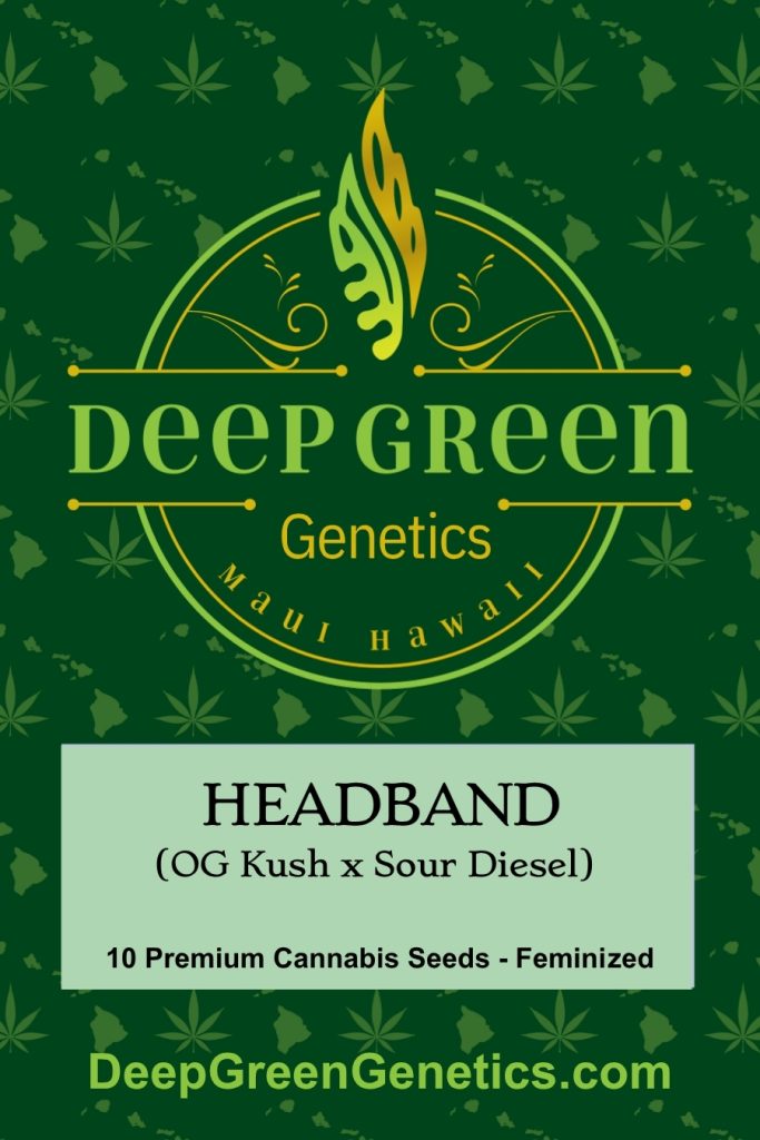 Headband (Fem)