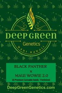 Black Panther  x  Maui Wowie 2.0 (Fem)