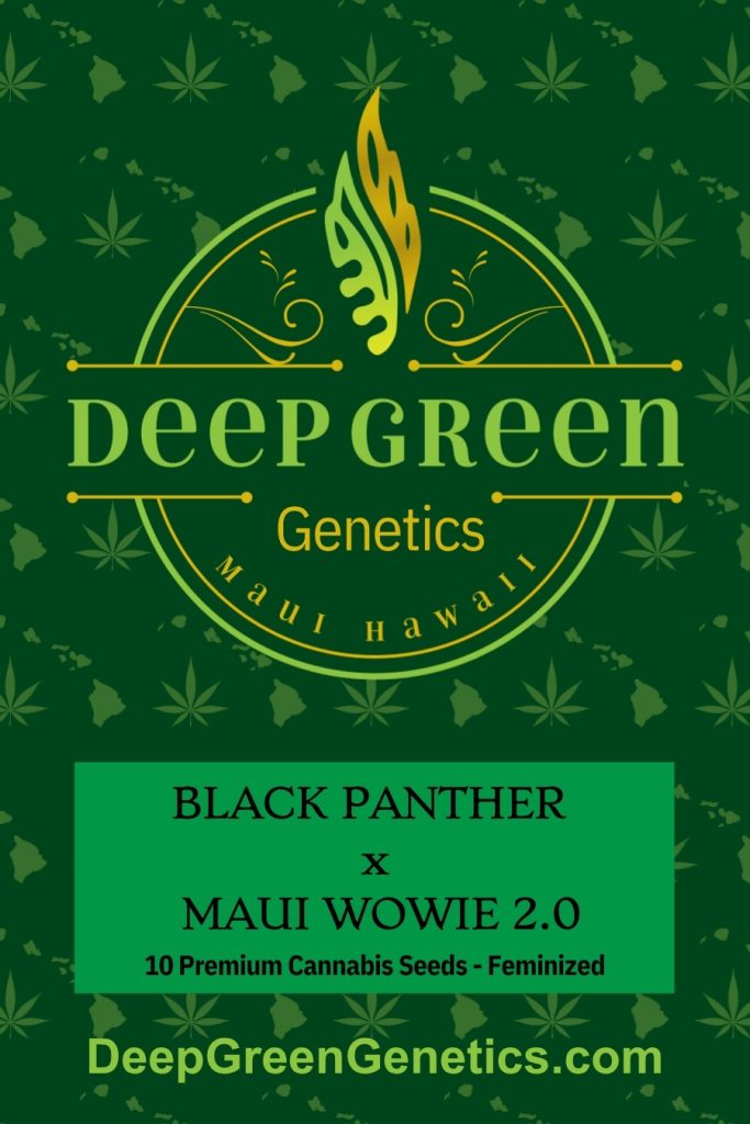 Black Panther  x  Maui Wowie 2.0 (Fem)