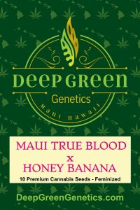 Maui True Blood x Honey Banana (Fem)