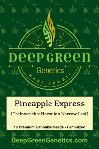 Pineapple Express (Fem)