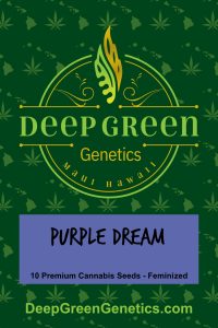 Purple Dream (Fem)