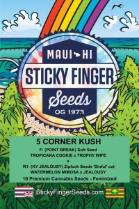 5 Corner Kush (Fem)