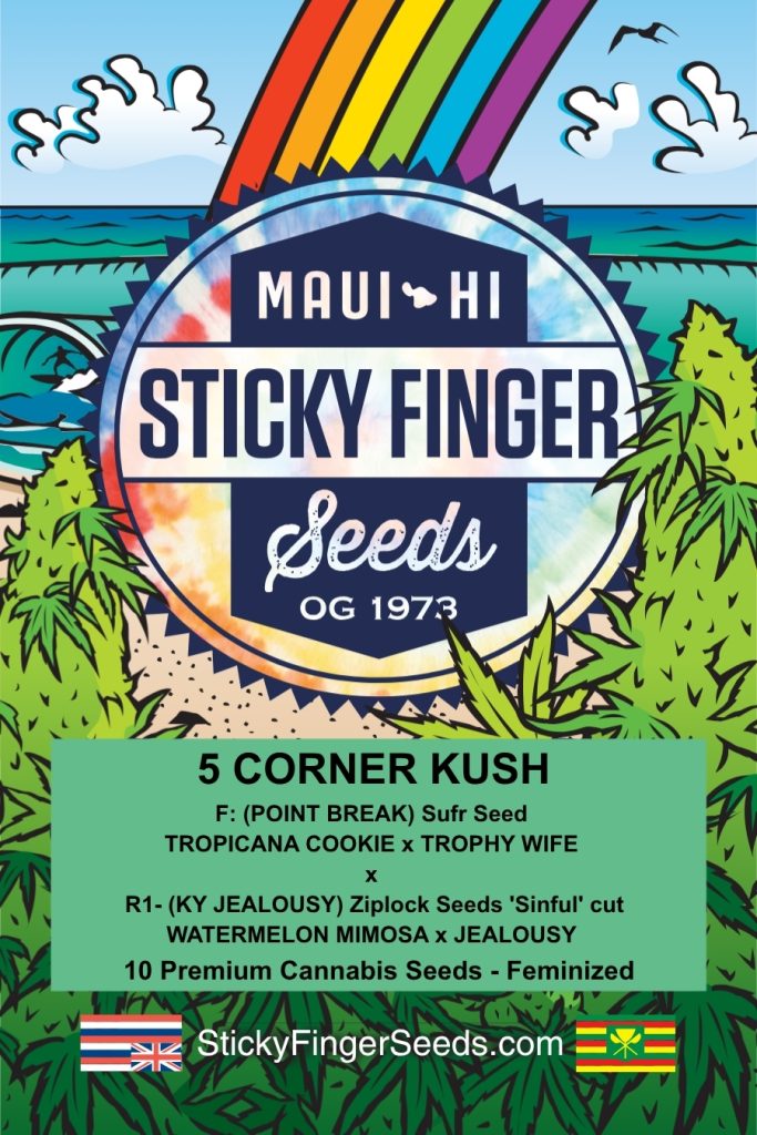 5 Corner Kush (Fem)