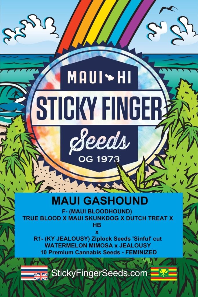 Maui Gashound (Fem)