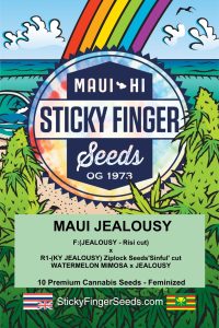 Maui Jealousy (Fem)