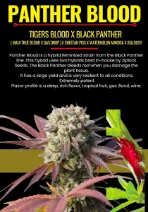 Panther Blood
