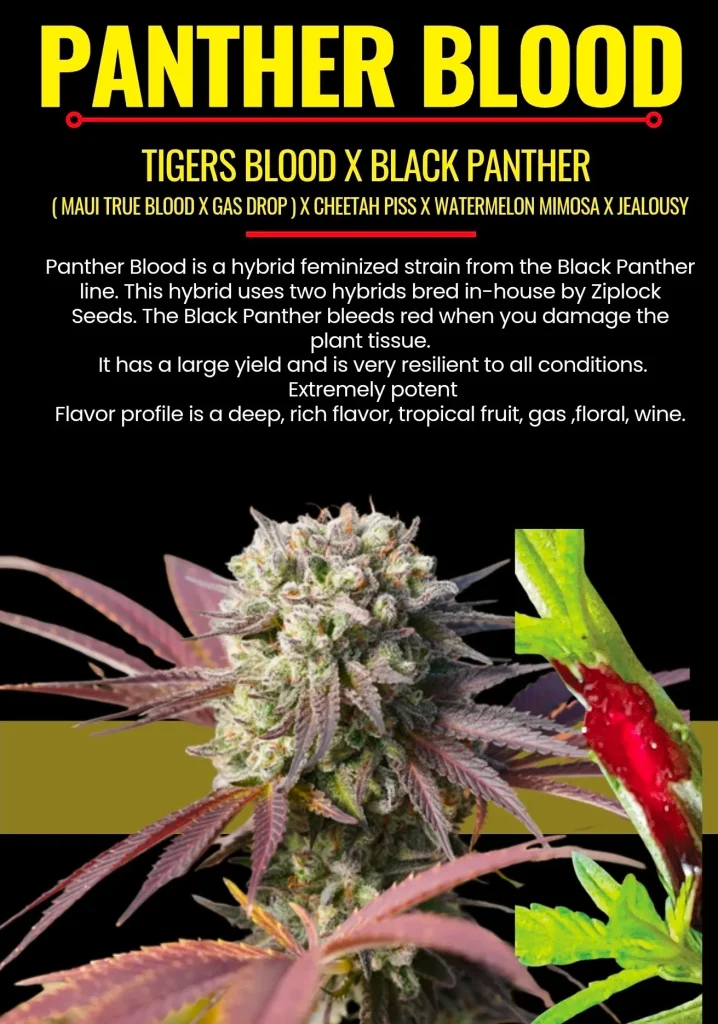 Panther Blood