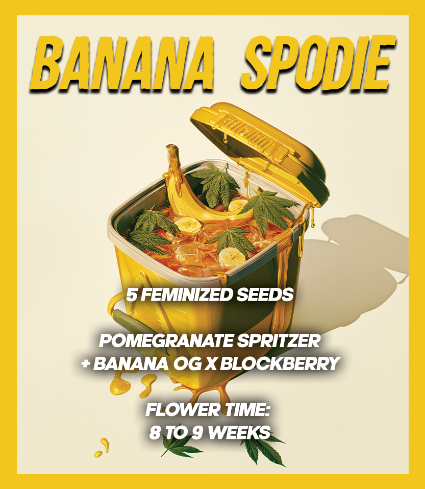 Banana Spodie